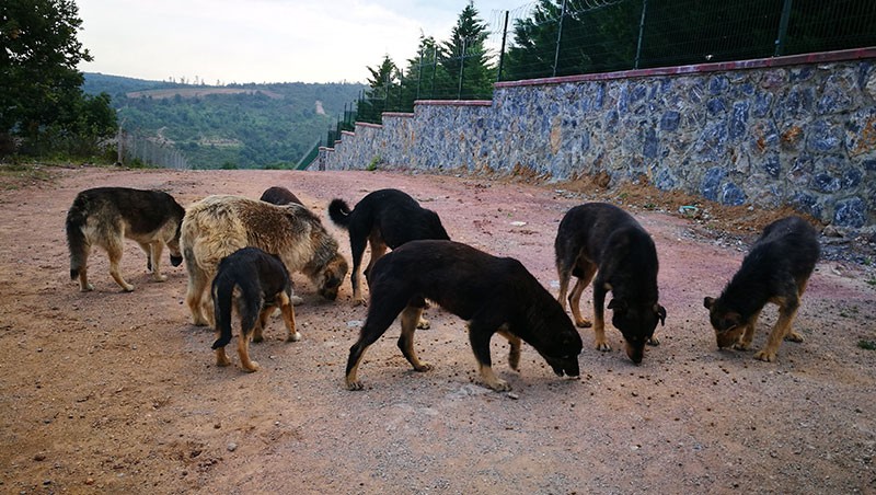 MUTLU PATİLER İÇİN